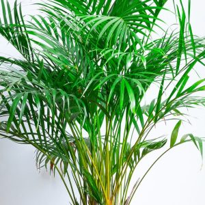 Areca Palm