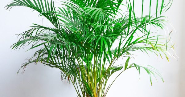 Areca Palm