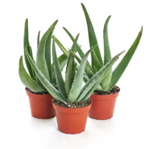 Aloe Vera Healing Plant