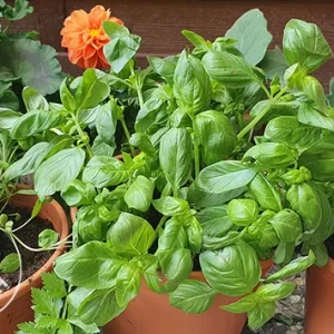 Basil Herb Pot