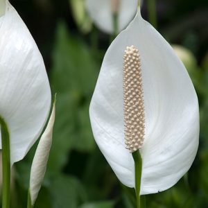 Peace Lily
