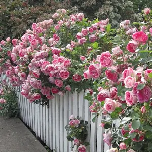 Rose Bush