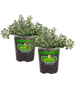 Get Well Soon Plant & Tea Combo