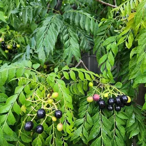 Curry Leaf Plant
