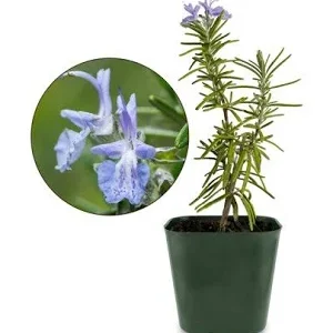 Rosemary Kitchen Starter